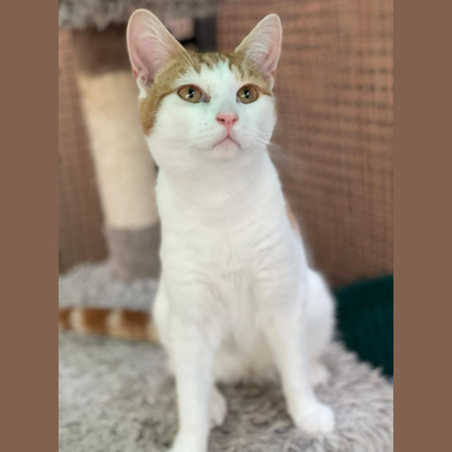 Photo of Mr. Smiley Meow ** 2nd Chance Cat Rescue**