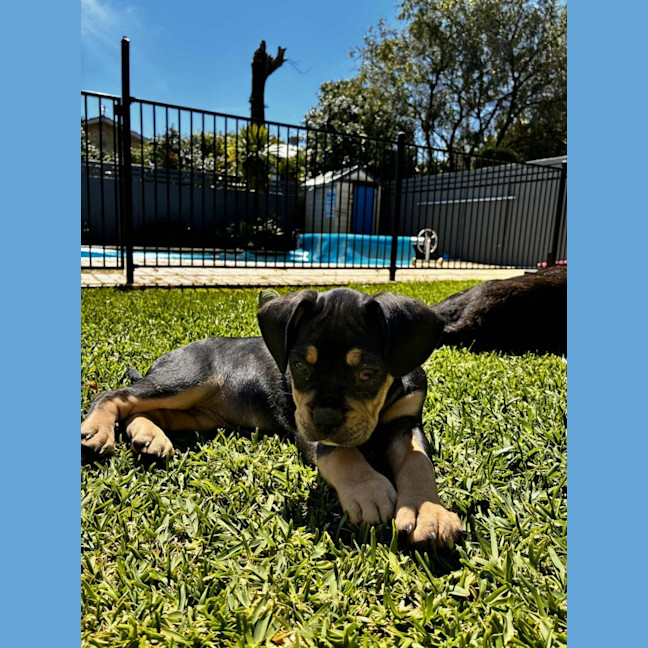 Photo of Maisy – 3 Month Old French Bulldog X