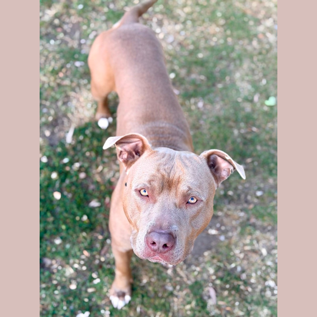 Photo of Harvey