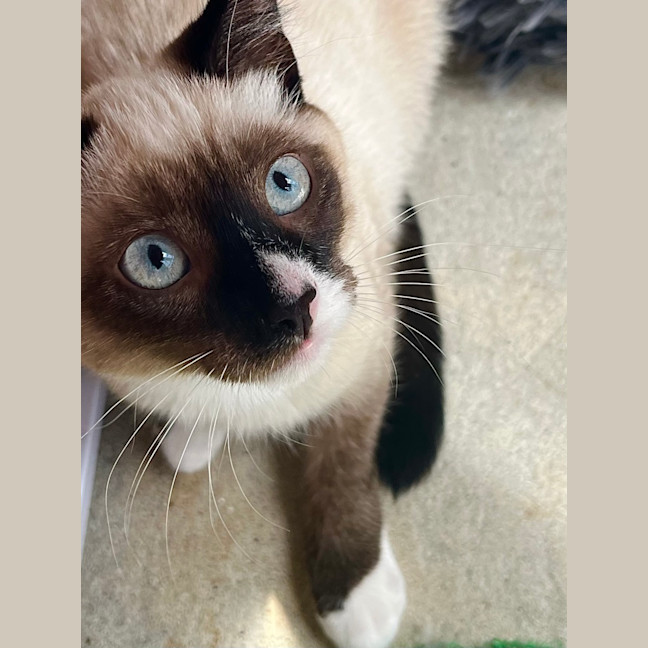 Photo of 🤎 Dash 🤎