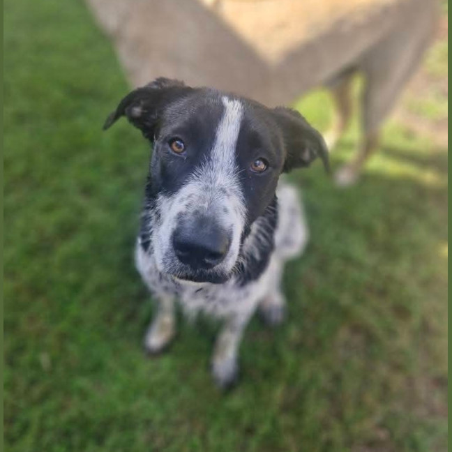 Photo of Daisy