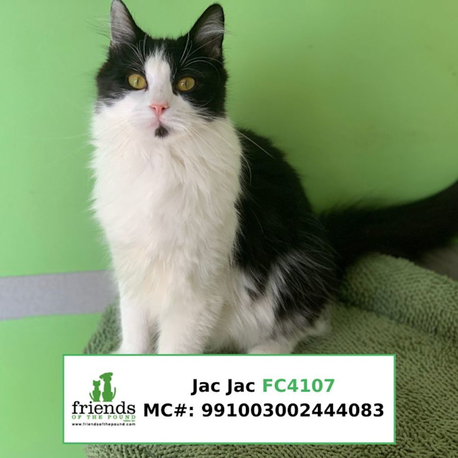 Photo of Jac Jac & Captain