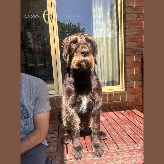 Photo of Teddy