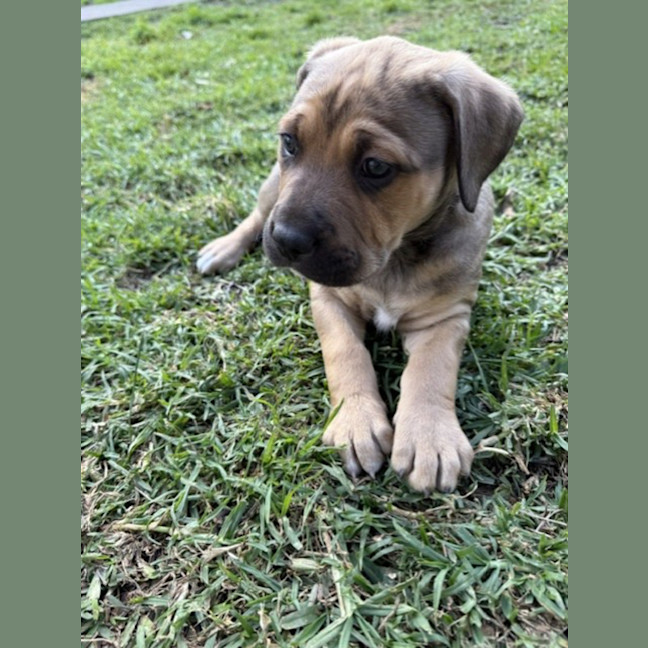 Photo of Rufus