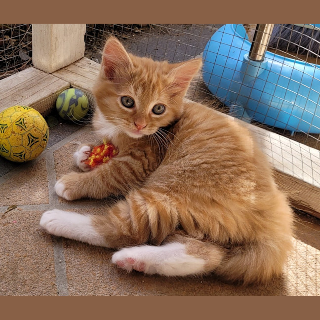 Photo of Cheeto (K54)