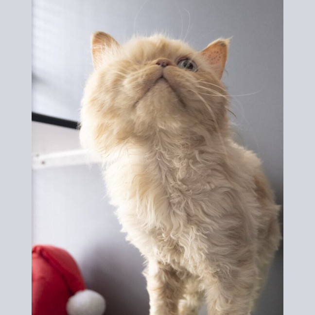 Photo of Sammy