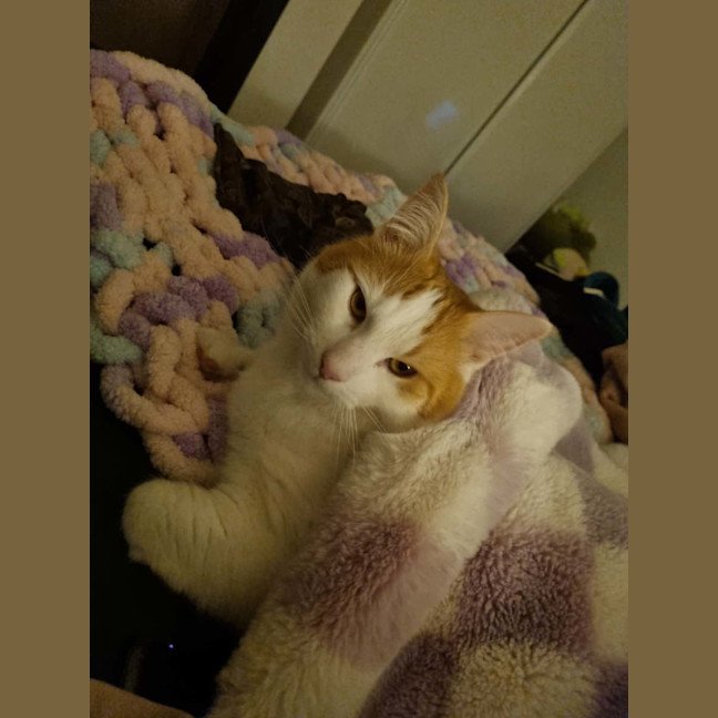 Photo of Mr Peaches (Assisted Rehome)