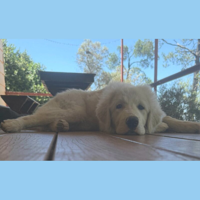 Photo of Luna