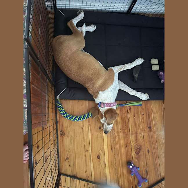 Photo of Nugget   5 Month Old Staffy X