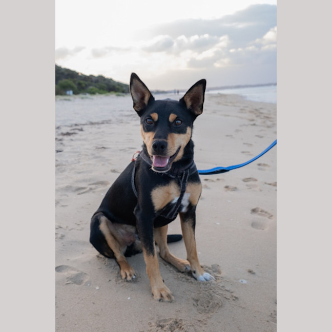 Photo of Ollie