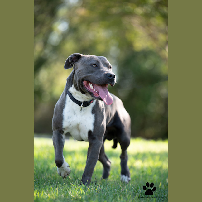 Photo of Brutus