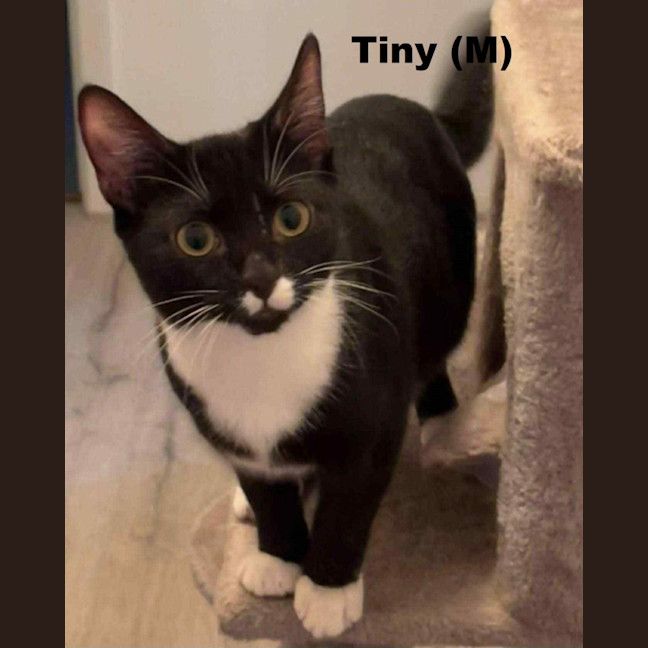 Photo of Tiny