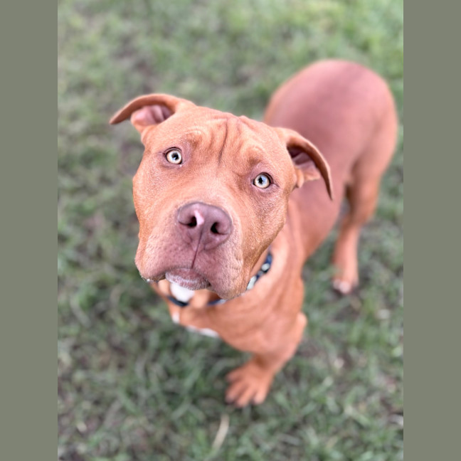 Photo of Schooner 