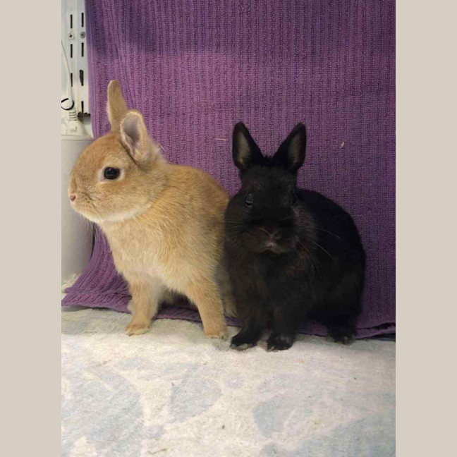 Photo of Kloe & Grim