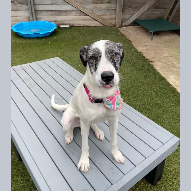 Photo of Tilly
