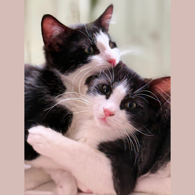 Photo of Cookie & Cream