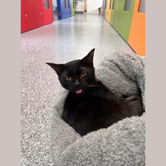 Photo of Ichabod (Icky)