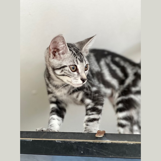 Photo of Violet