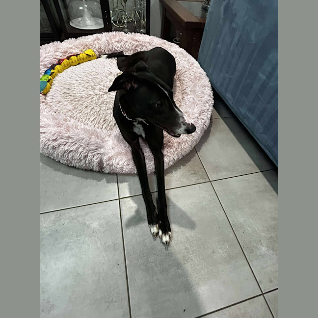 Photo of Candy, The Greyhound