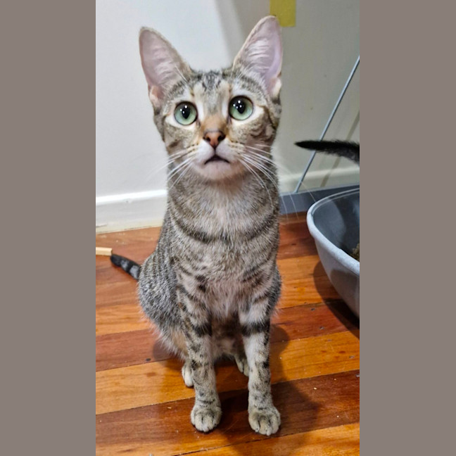 Photo of Olive 
