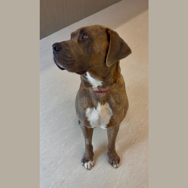 Photo of Bandit