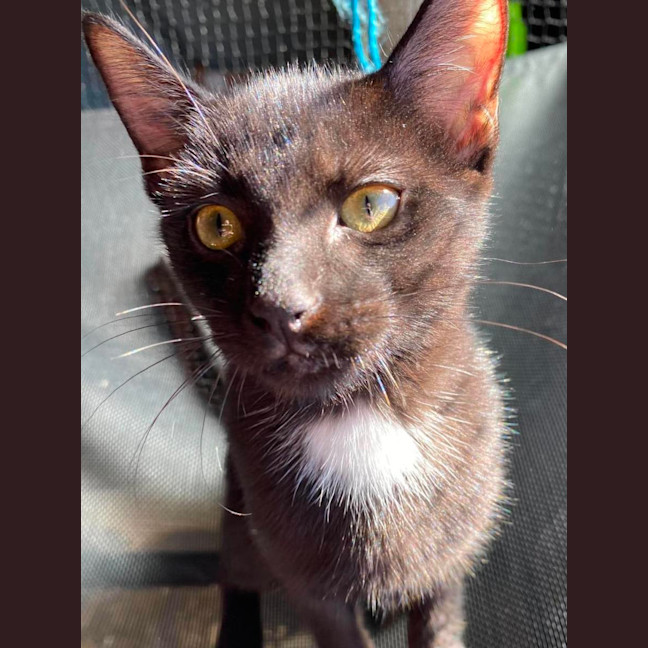 Photo of Maple