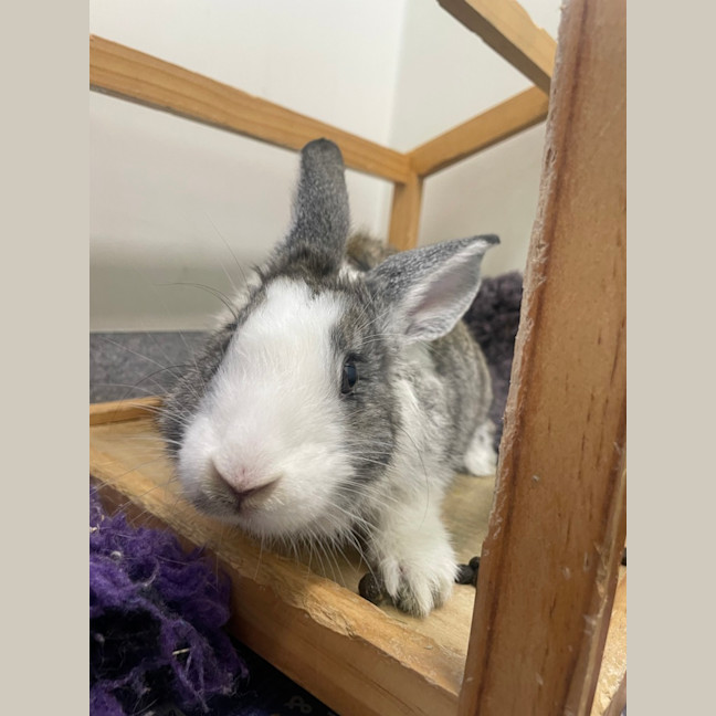 Photo of David (Bonded To Lincoln 