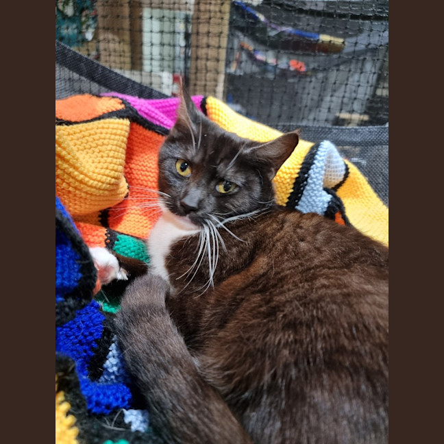 Photo of White Socks