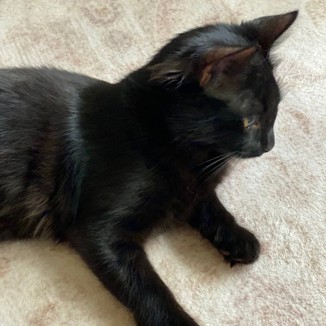 Photo of Pea