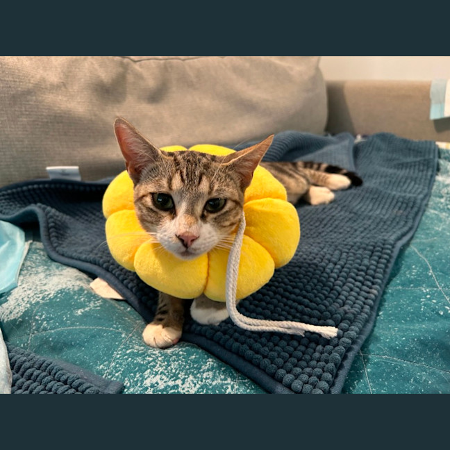 Photo of Squeak