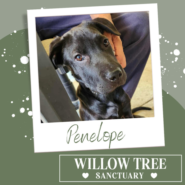 Photo of Penelope