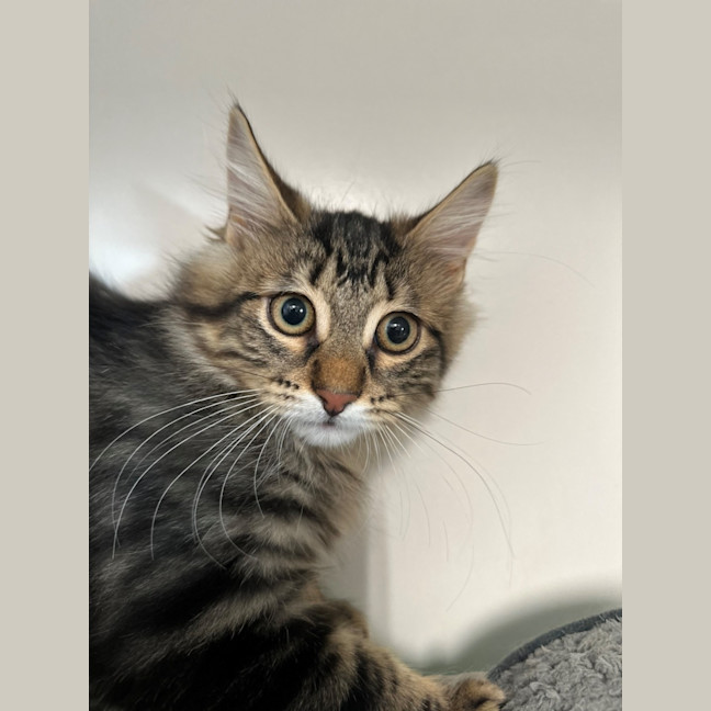 Photo of Feta