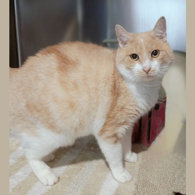 Photo of Bagel