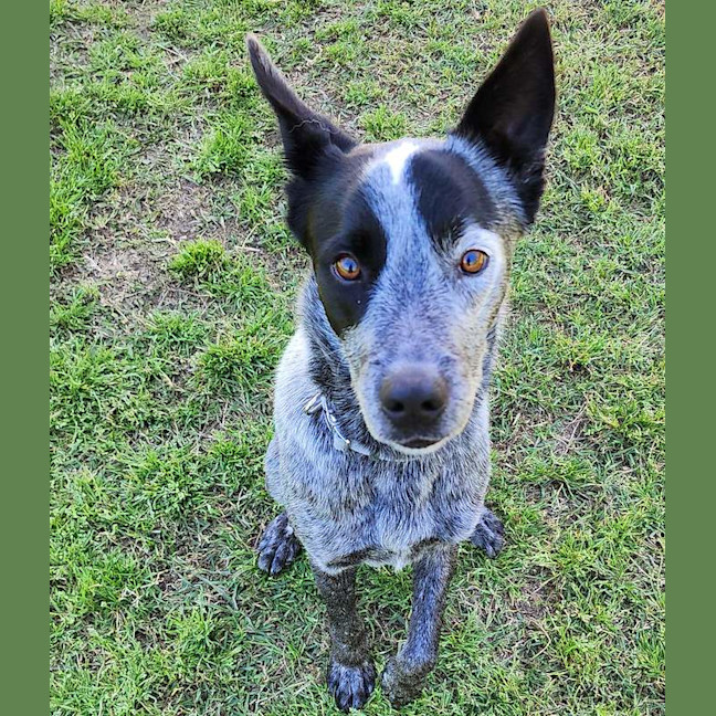 Photo of Spike