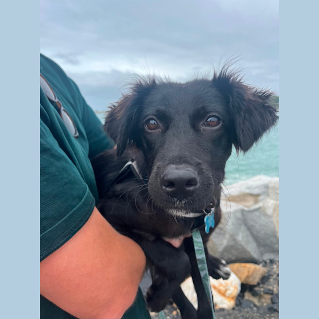 Photo of Piper