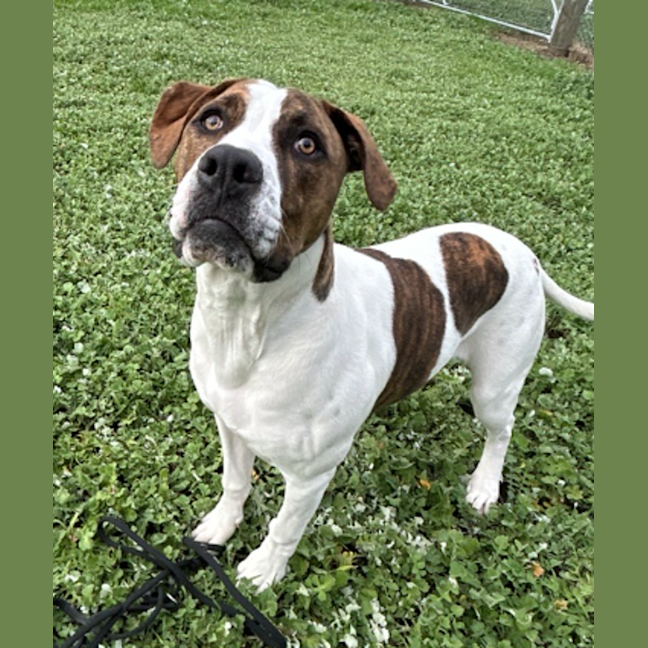 Photo of Buster