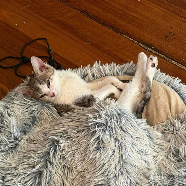 Photo of Amari   In Ofster Care In Templestowe