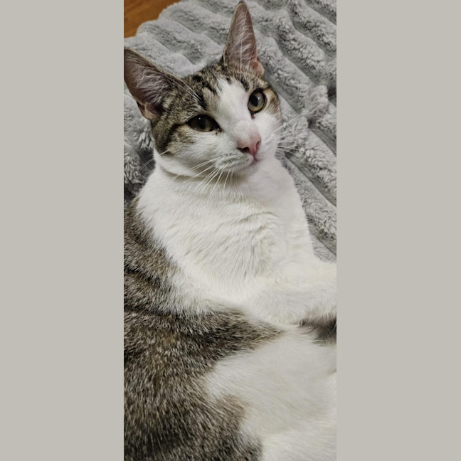 Photo of Dottie *9 Lives Project Rescue*