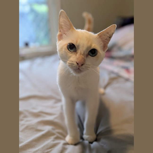 Photo of Dougal