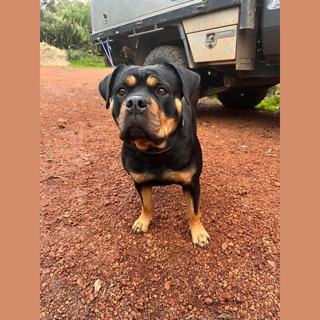 Photo of Marshmallow