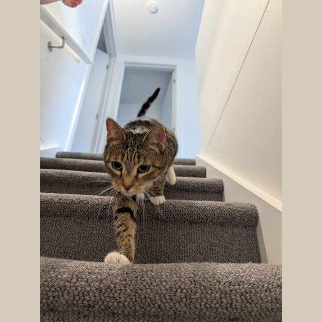 Photo of Lolo (Migallo)