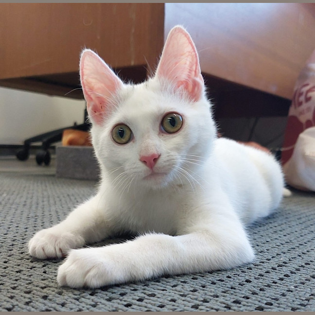 Photo of Persephone