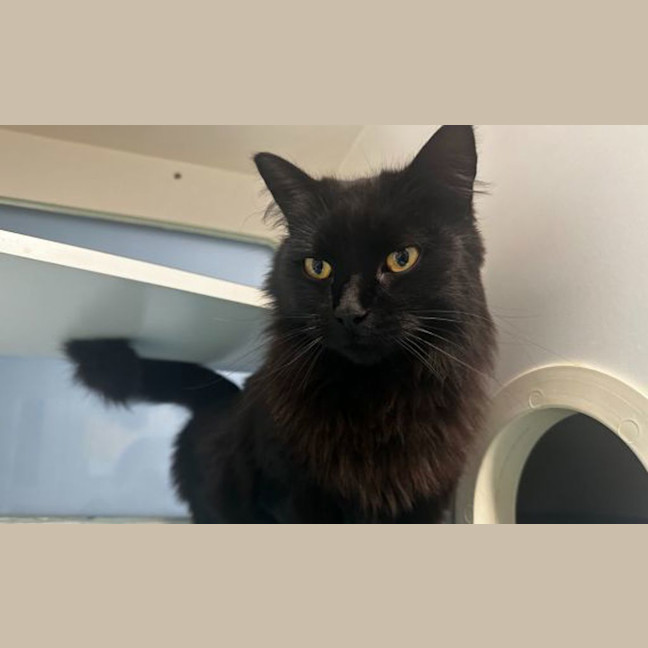 Photo of Spook