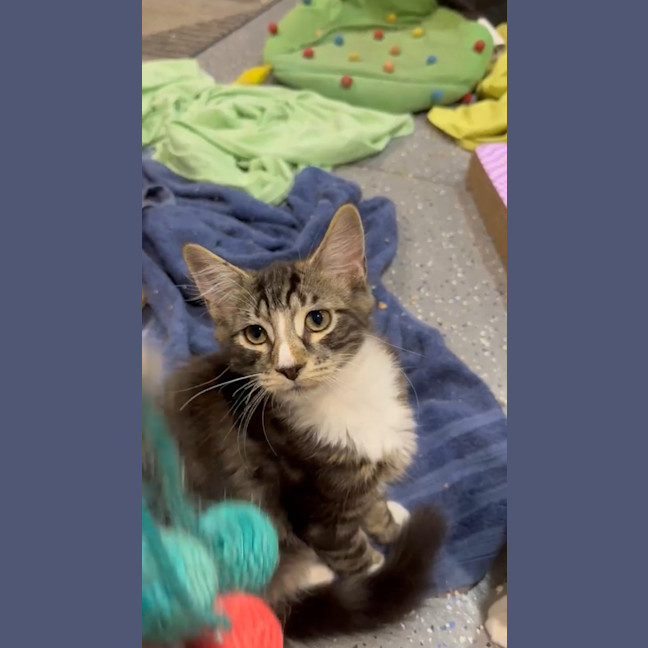 Photo of Fluffball
