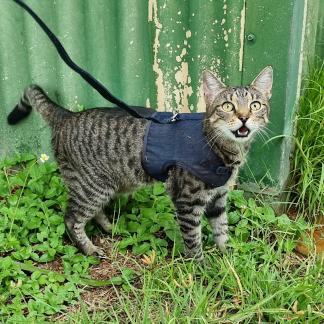 Photo of Kira