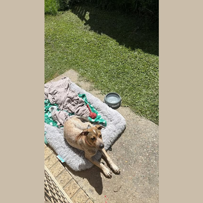 Photo of Poppy