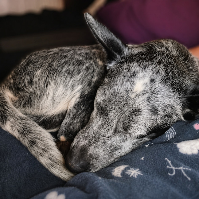 Photo of Ranger