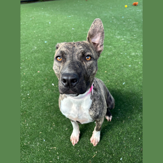 Photo of Buffy Imp 1869