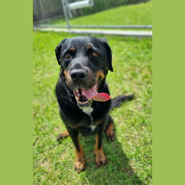 Photo of Brandy