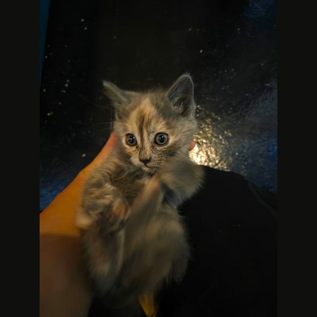 Photo of Buttercup